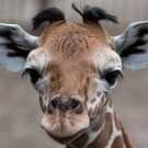 Giraffe im polnischen Zoo.JPG