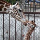 Giraffen im polnischen Zoo.JPG