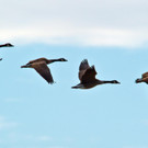 G__nse im Abflug.JPG