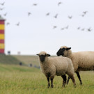Schafe in Pilsum.JPG