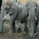 Elefanten-Nachwuchs im Tiergarten Schönbrunn