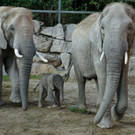 Elefantengruppe 2.JPG