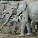 Mongu und Jungtier.JPG