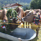 alpabfahrt _5__jpg-1378629599