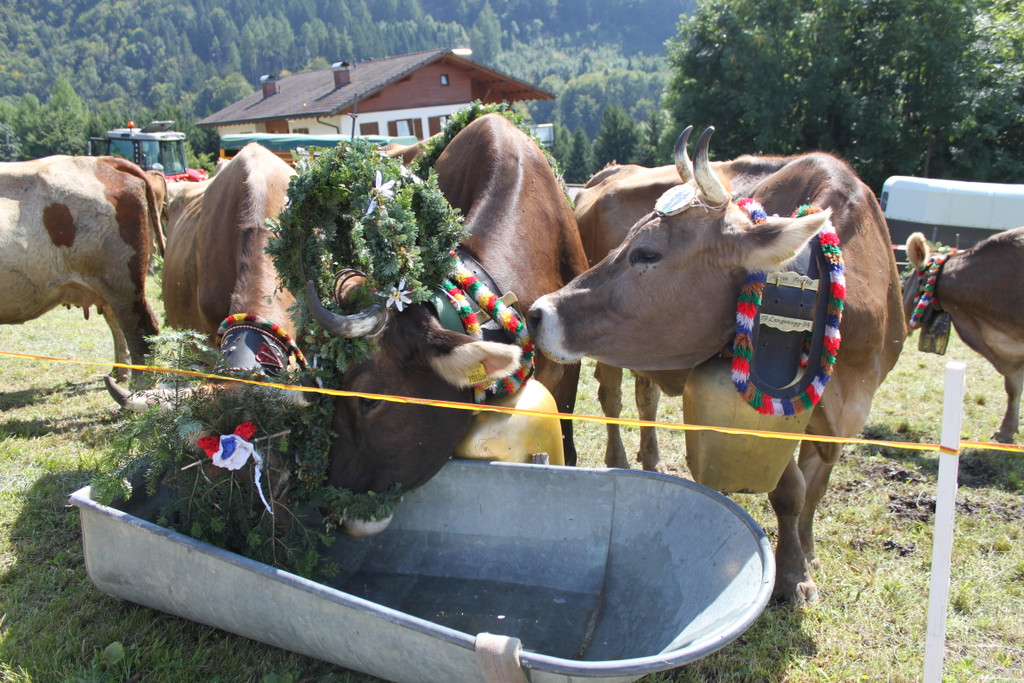 alpabfahrt _5__jpg-1378629599