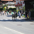 alpabfahrt _11__jpg-1378629657