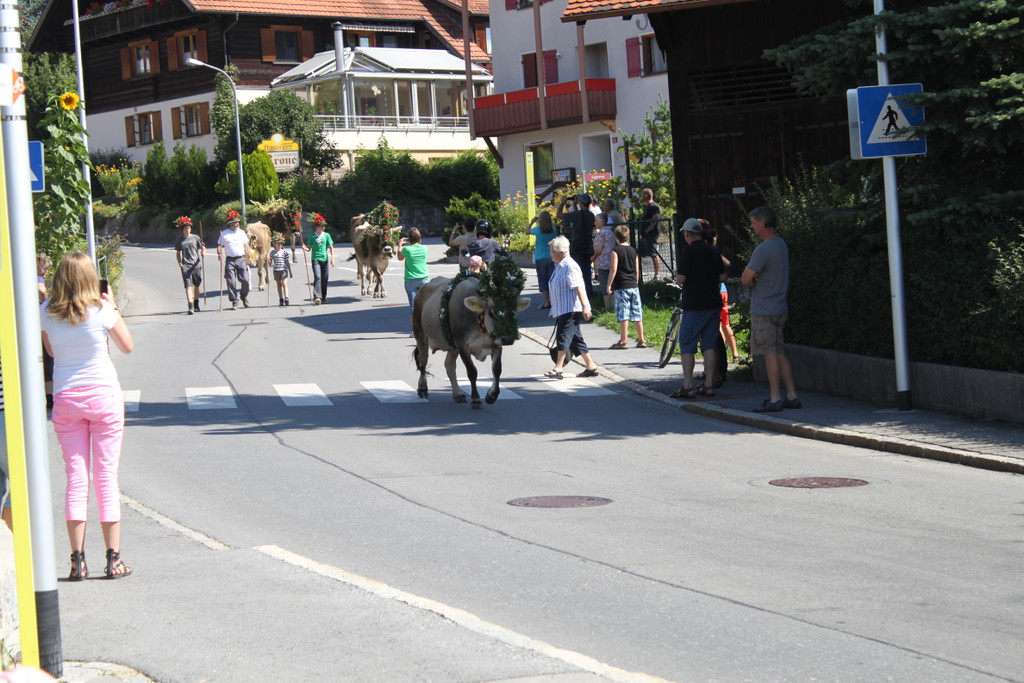 alpabfahrt _11__jpg-1378629657