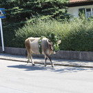 alpabfahrt _13__jpg-1378629678