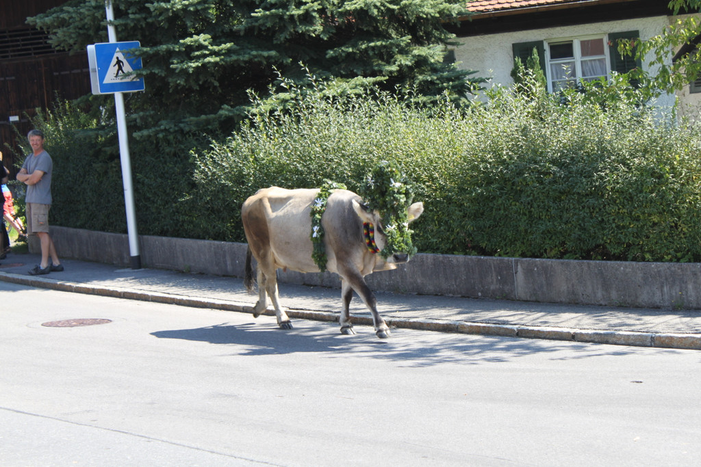 alpabfahrt _13__jpg-1378629678
