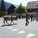 alpabfahrt _15__jpg-1378629700