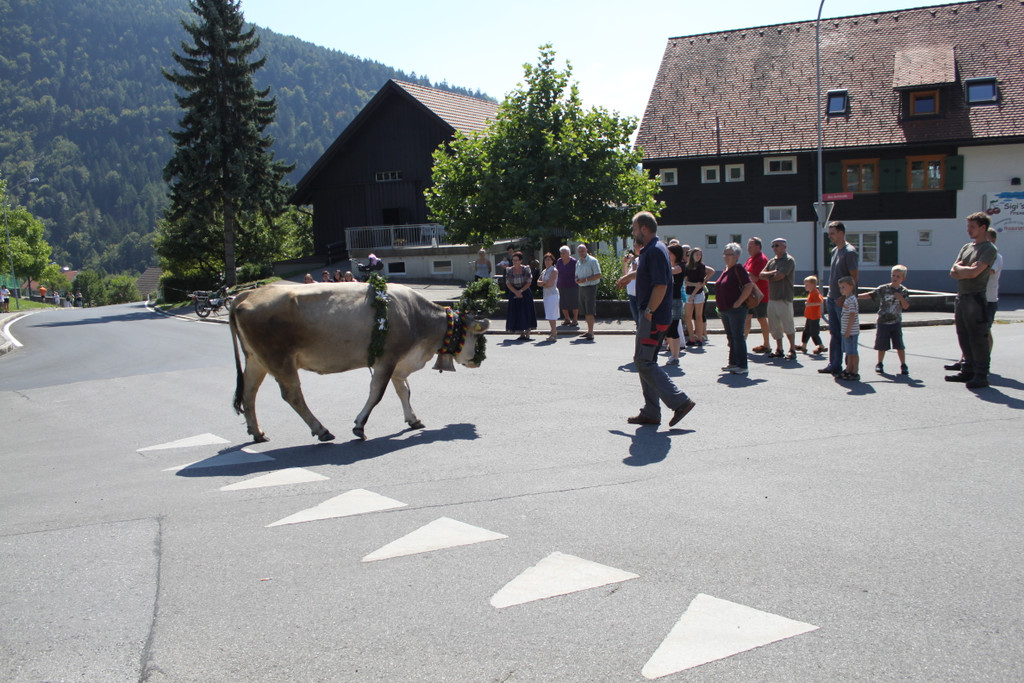 alpabfahrt _15__jpg-1378629700