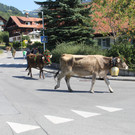 alpabfahrt _18__jpg-1378629724