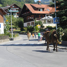alpabfahrt _19__jpg-1378629734