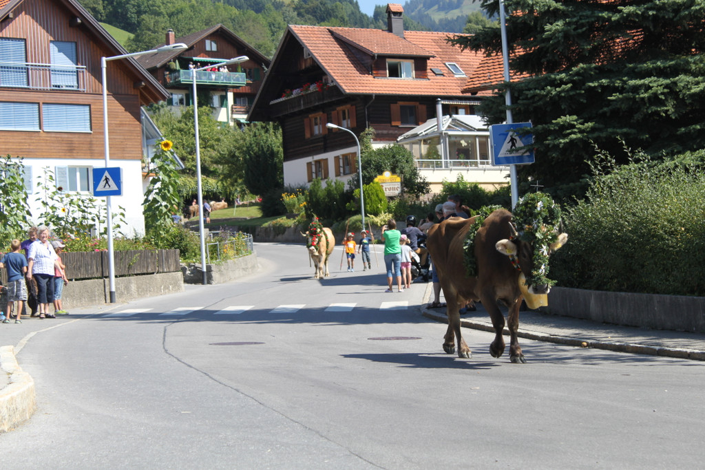 alpabfahrt _19__jpg-1378629734