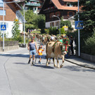 alpabfahrt _21__jpg-1378629755