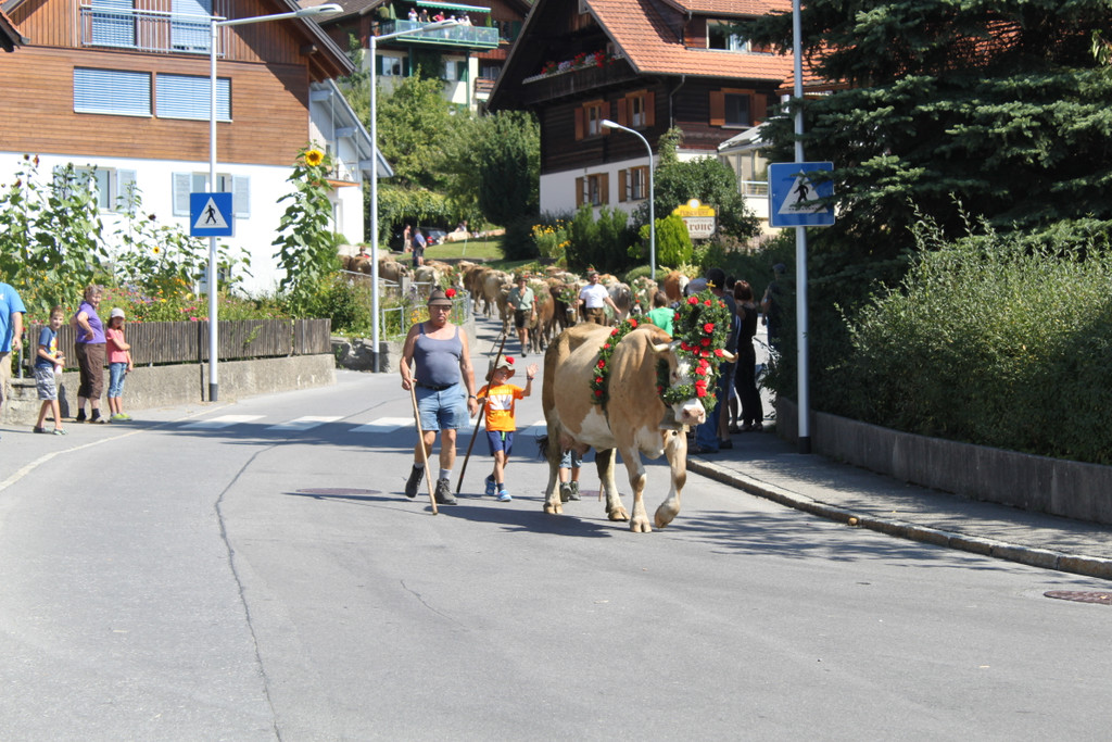 alpabfahrt _21__jpg-1378629755