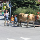 alpabfahrt _22__jpg-1378629766