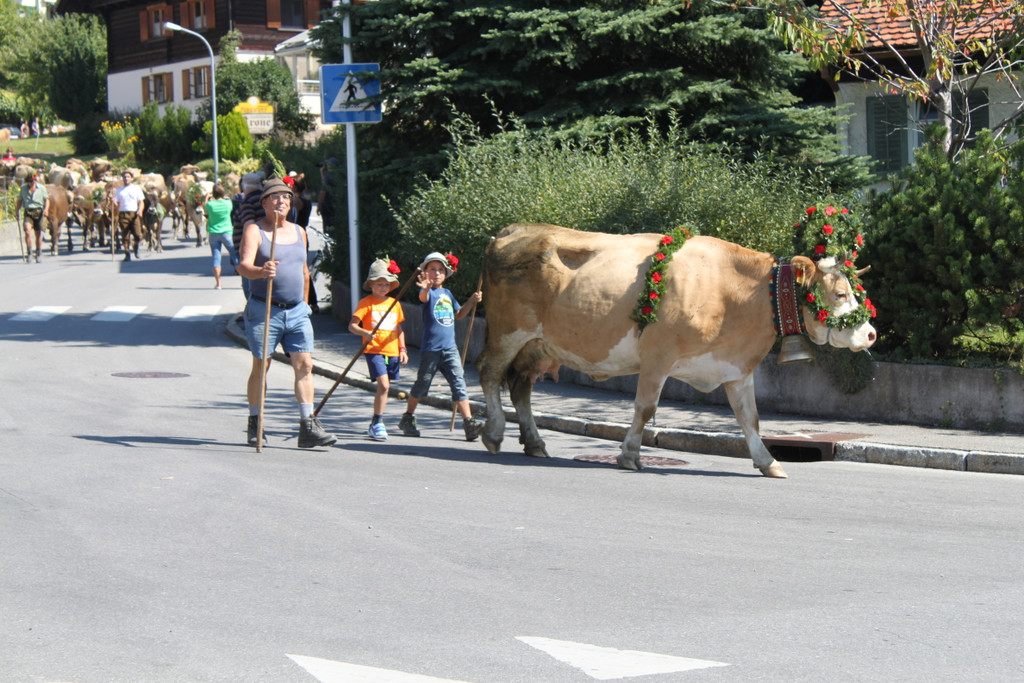 alpabfahrt _22__jpg-1378629766
