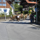 alpabfahrt _23__jpg-1378629775