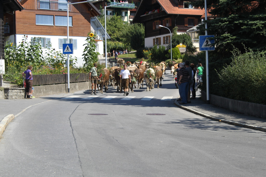 alpabfahrt _23__jpg-1378629775