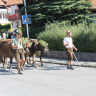 alpabfahrt _24__jpg-1378629783