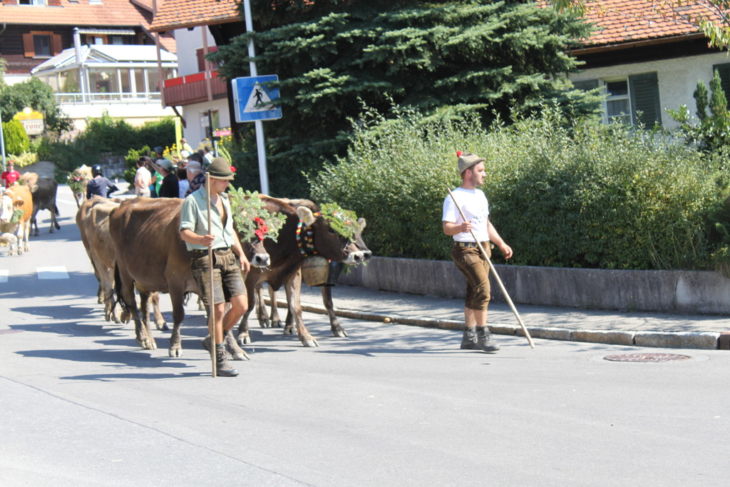 alpabfahrt _24__jpg-1378629783