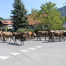 alpabfahrt _26__jpg-1378629793