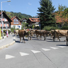 alpabfahrt _27__jpg-1378629806