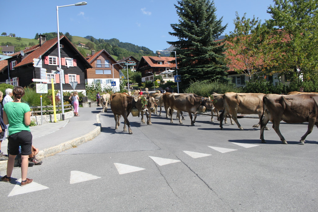 alpabfahrt _27__jpg-1378629806