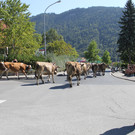 alpabfahrt _28__jpg-1378629826