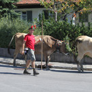 alpabfahrt _29__jpg-1378629835