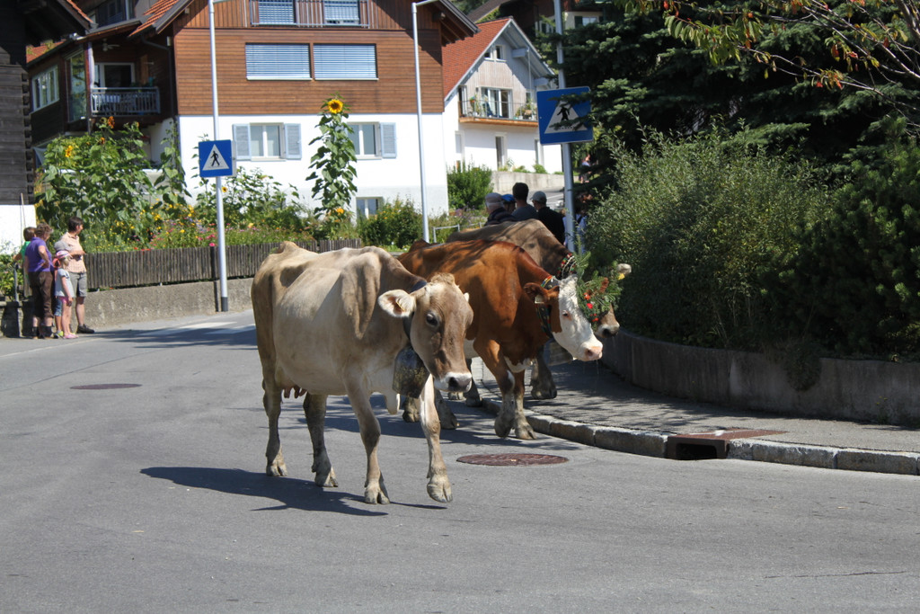 alpabfahrt _31__jpg-1378629854