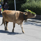 alpabfahrt _32__jpg-1378629862