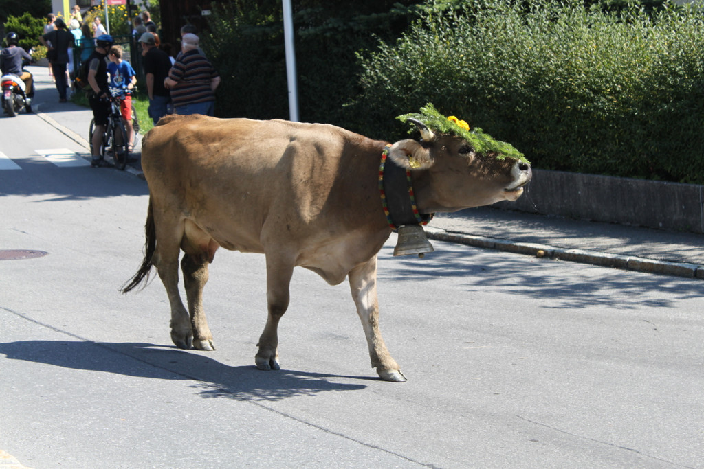 alpabfahrt _32__jpg-1378629862
