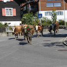 alpabfahrt _34__jpg-1378629880