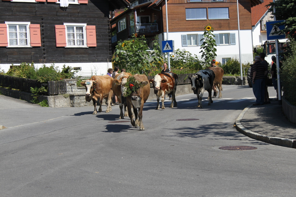 alpabfahrt _34__jpg-1378629880
