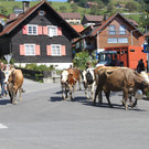 alpabfahrt _35__jpg-1378629895