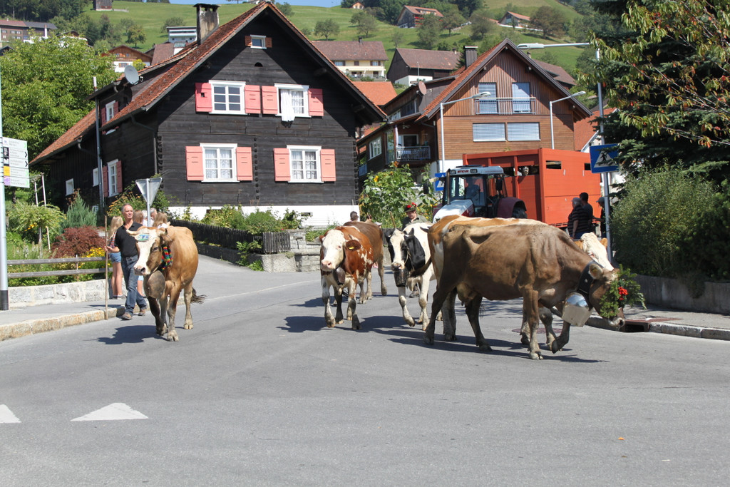 alpabfahrt _35__jpg-1378629895