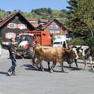 alpabfahrt _36__jpg-1378629907