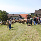 alpabfahrt _50__jpg-1378630067