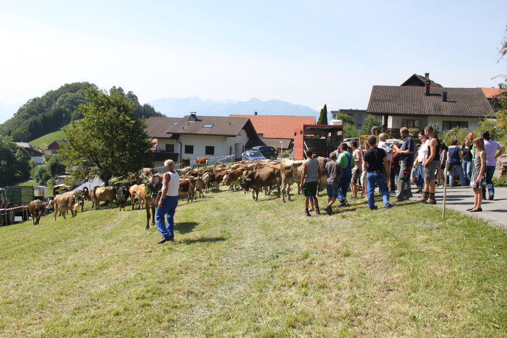 alpabfahrt _50__jpg-1378630067
