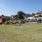 alpabfahrt _51__jpg-1378630081