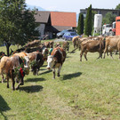 alpabfahrt _52__jpg-1378630107