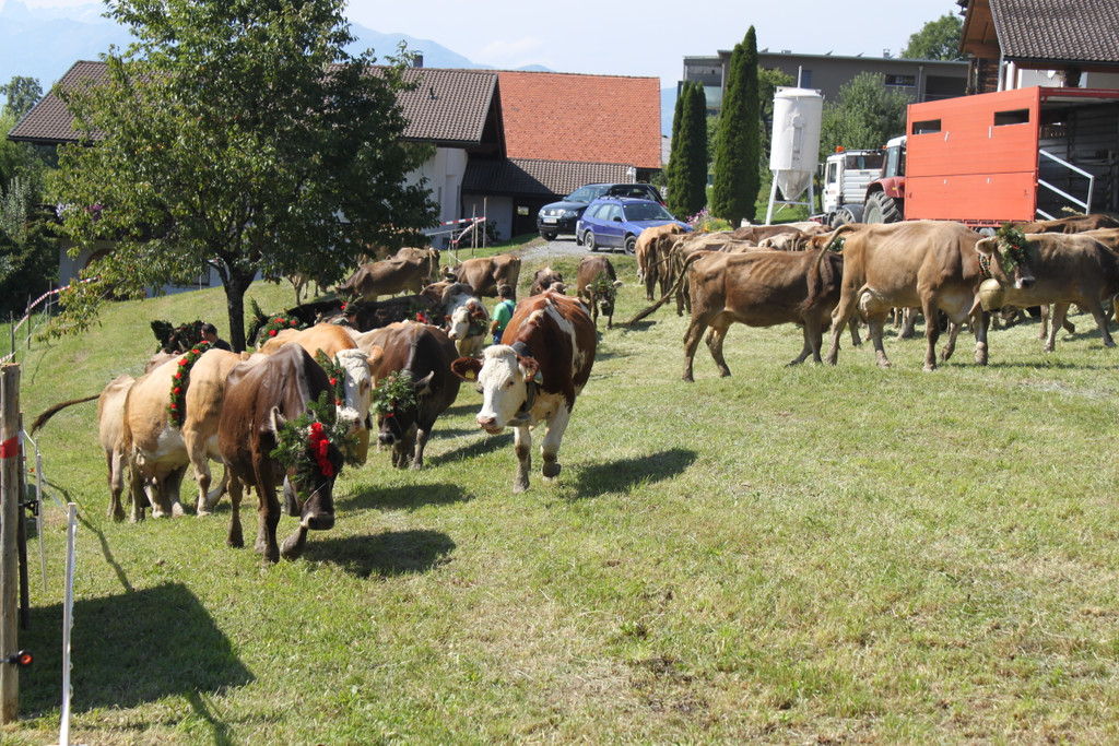 alpabfahrt _52__jpg-1378630107