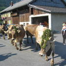 Bilder Vormittag Alpabzug