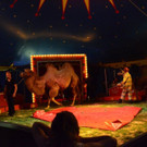 DSC_6510_jpg-1378719798
