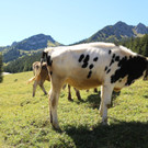 KOE_Seniorenbund Alpe Gamp 11_jpg-1378725789