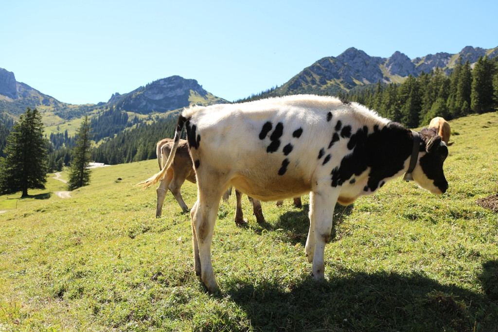 KOE_Seniorenbund Alpe Gamp 11_jpg-1378725789