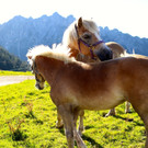 KOE_Seniorenbund Alpe Gamp 30_jpg-1378725906