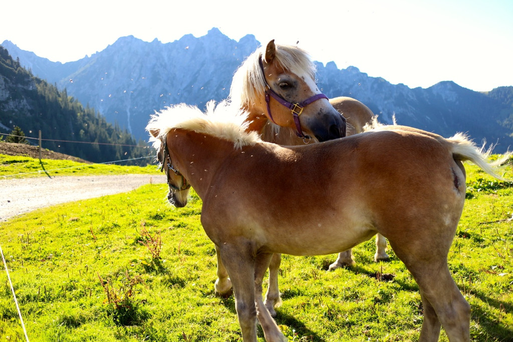KOE_Seniorenbund Alpe Gamp 30_jpg-1378725906
